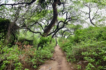 インド　ニューデリー　公園の小道