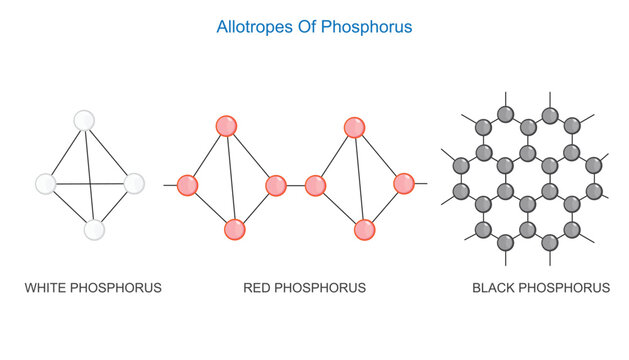 Main three allotropes of phosphorus. White, red and black phosphorus. Chemistry illustration.