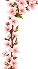 Obraz premium Pink Blossoms Branch Against White