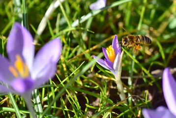 Biene fliegt zu einem Krokus