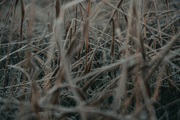 field