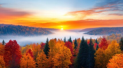 Obraz premium Autumn forest landscape with colorful trees and fog at sunrise. Beautiful nature scene.