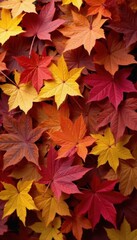 Pile of autumn maple leaves; rich browns and oranges , season, scattered