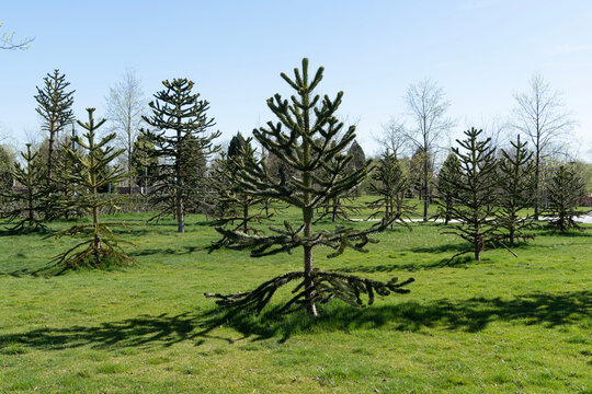Group of Araucaria araucana, monkey puzzle tree, monkey tail tree, or Chilean pine. Araucaria in Galitsky park (Park Krasnodar) in sunny spring 2024
