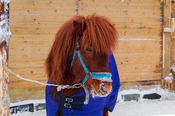 Shaggy pony in a blue blanket in a snowy ethnic village. Winter in the Arctic Circle.