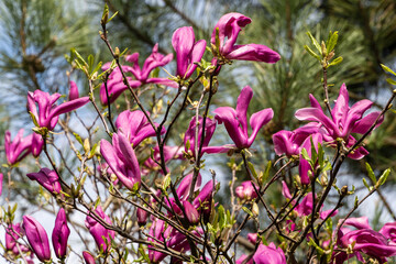 Magnolia Susan in spring garden. Beautiful large pink flowers opened on branches of profusely blooming Magnolia Susan (Magnolia liliiflora x Magnolia stellata). Blurred background. Selective focus.