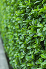 Obraz premium A lush green hedge acts as a living wall, showcasing a fresh and textured backdrop of natural foliage, perfect for design elements related to wellness, climate consciousness, and organic beauty.