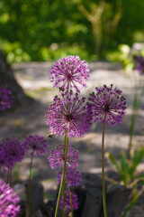 Allium giganteum, beautiful plant with purple flower head called ornamental omion. garden in bloom