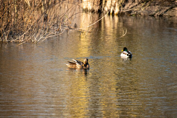 la roselière à Beims