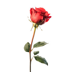 Obraz premium Stunning Red Rose, A Symbol of Love and Beauty