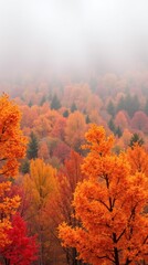 Fototapeta premium Vibrant fall foliage creating a stunning backdrop in a misty forest landscape during autumn