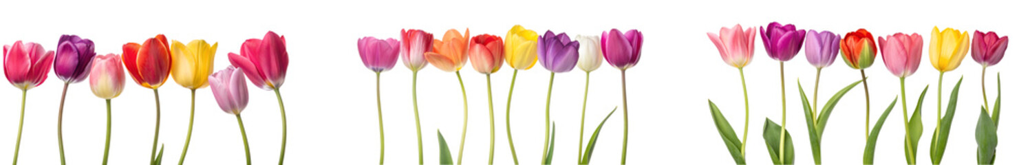 Naklejka premium Set of Colorful tulips in bloom