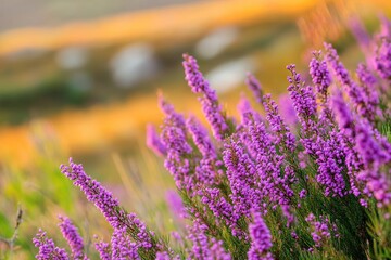 Obraz premium Vibrant Purple Heather Flowers in a Field at Sunset