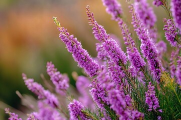 Fototapeta premium Close Up of Vibrant Purple Flowers Blooming in Sunlight