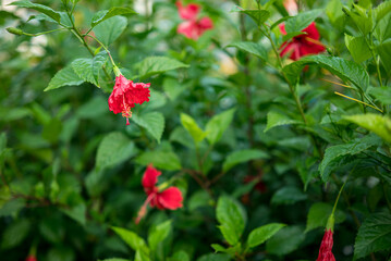 Obraz premium Fresh hibiscus flowers in the garden
