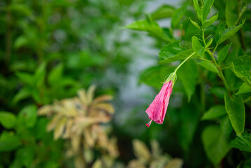 Fresh hibiscus flowers in the garden