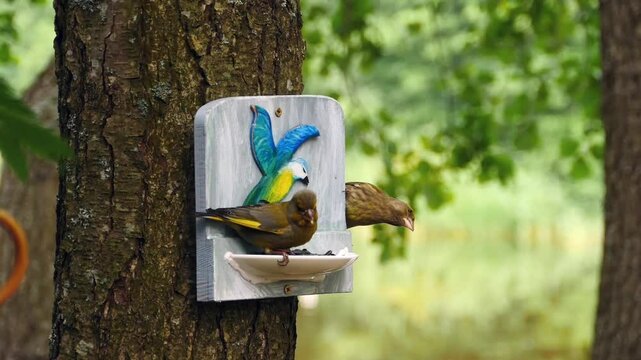 pair of male and female greenfinch birds cracking sunflower seeds with their strong beaks