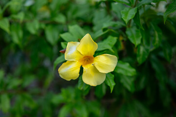 Fresh Alamanda flowers in the garden