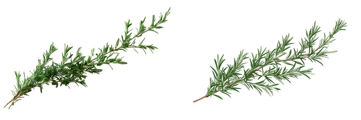 Fototapeta premium Set of a fresh sprig of rosemary, isolated on transparent background.