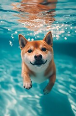 Cute Shiba Inu dog swimming underwater in swimming pool.