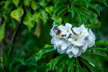 Fresh Plumeria pudica flowers in the garden