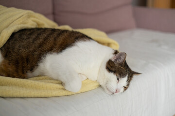 A sick cat is lying on the couch. The cat misses its owner. Emotional state of the cat. High...
