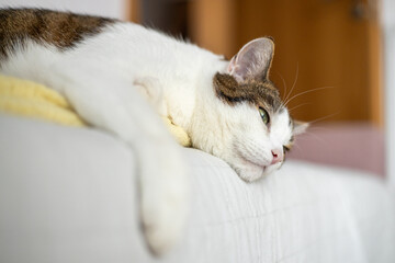 A sick cat is lying on the couch. The cat misses its owner. Emotional state of the cat. High...