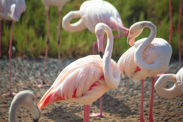 Flamingo bird in Ras Al Khor Dubai park on nature