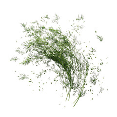 A Handful of Fresh Dill Weed with Fine Feathery Leaves Isolated on Transparent Background