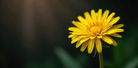 Single golden dandelion petal unfolding against dark wood tone, foliage, dandelion