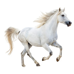 Obraz premium White horse isolated on transparent background