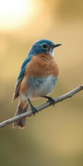 Fototapeta premium Vibrant eastern bluebird perched on a branch bathed in soft early morning light, peaceful, animal