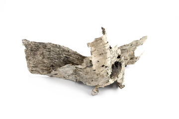 Isolated piece of birch bark on the white. Bark of birch wooden background.
