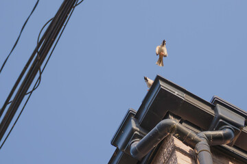 Sparrow trying to fly away from the top of a building