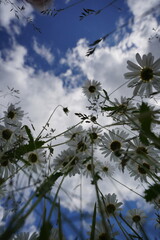 blühende Marhgeriten vor blauem Himmel