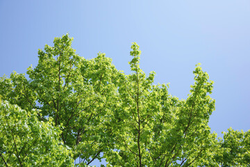 Spring, green maple leaves, crisp landscape