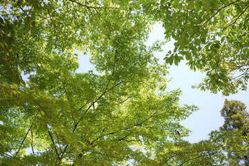 Obraz premium Spring, green maple leaves, crisp landscape