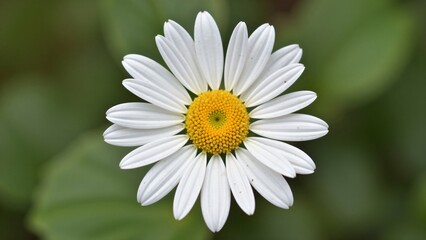 Obraz premium Close-up of a Single White Daisy Flower with Yellow Center Against a Soft Green Background