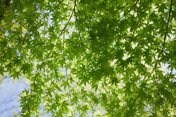 Spring, green maple leaves, crisp landscape