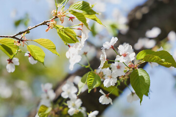 white cherry blossoms, spring scenery