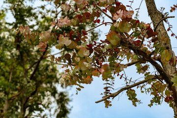 Vibrant Eucalyptus ganna tree branch adorned with delicate, colorful leaves stretches across clear blue sky, capturing essence of nature's beauty and tranquility. Ornithological park in Adler (Sirius)