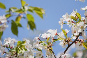 Blue sky and white cherry blossoms, spring scenery