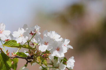 Blue sky and white cherry blossoms, spring scenery