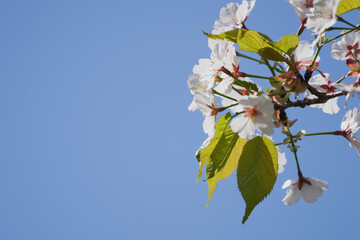 Blue sky and white cherry blossoms, spring scenery