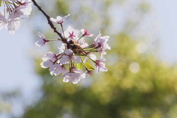 Pink cherry blossoms, close-up, spring