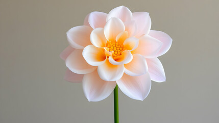 Obraz premium Peach Dahlia Bloom Closeup, Neutral Background, Floral Still Life, Botanical Photography