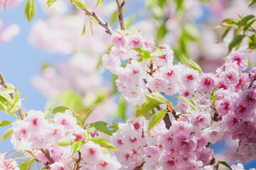 Pink cherry blossoms, close-up, spring