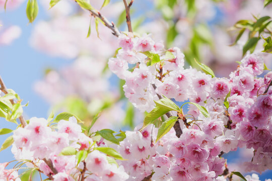 Pink cherry blossoms, close-up, spring