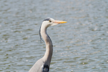 Closeup of a gray heron by the pond