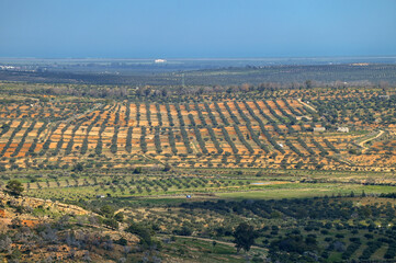 Oliveraie en Tunisie